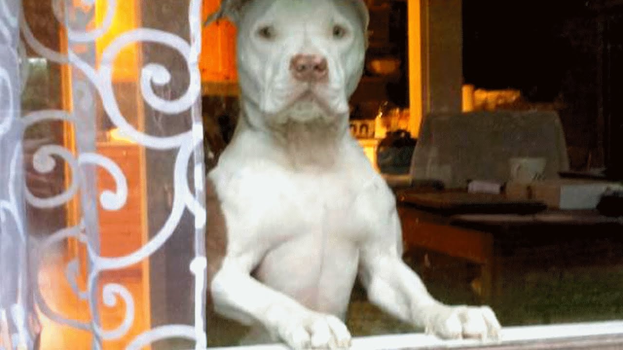 After years of living with owner on the street, dog gets his own comfortable bed